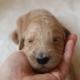 "purple girl 💜" Goldendoodle Puppies from Kelly Doodles