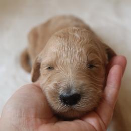 "purple girl 💜" Goldendoodle Puppies from Kelly Doodles