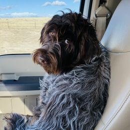 Hermione - Wirehaired Pointing Griffon