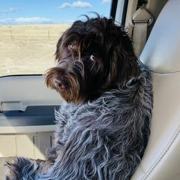 Hermione - Wirehaired Pointing Griffon