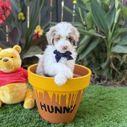 Aussiedoodle Puppies from Silva Ranch Doodles