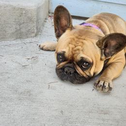 Ms. Missy - French Bulldog
