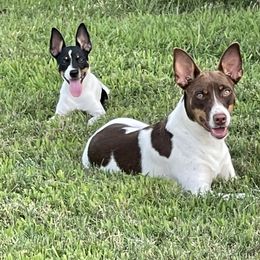 Rat Terrier All Grown Up from Icon Rat Terriers