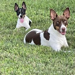 Rat Terrier All Grown Up from Icon Rat Terriers
