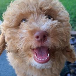 Palmer - Red male Bernedoodle puppy in Port Saint Lucie, Florida from Eastside Paws LLC