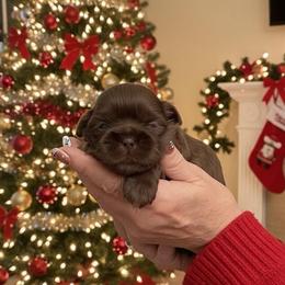 Churro - Liver male Shih Tzu puppy in Ada, Oklahoma from Rollins Farms Shih Tzus