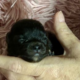 Girl 2 - Black female Pomeranian puppy in Skipperville, Alabama from Nay Nay’s Babies