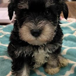 Miniature Schnauzers from Fran’s Miniature Schnauzers