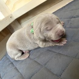 Weimaraner Puppies from Golden Hill’s Weimaraner’s