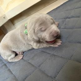 Weimaraner Puppies from Golden Hill’s Weimaraner’s
