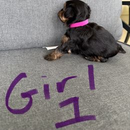 Girl 1 - Black and tan female Yorkshire Terrier puppy in Grove Hill, Alabama from Huntington Yorkies