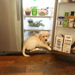 Labrador Retriever Puppies from Commander Labradors