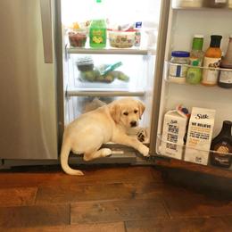Labrador Retriever Puppies from Commander Labradors