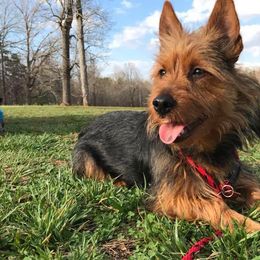 Australian Terriers from Dahling Australian Terriers