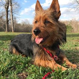 Australian Terriers from Dahling Australian Terriers