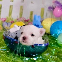 Ink Heart (Black) - White and buff male Bichon Frise puppy in Lavon, Texas from Sissy’s Heavenly Paws