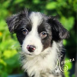Aurora - ON HOLD - Black tri female Miniature Australian Shepherd puppy in Ennis, Texas from God’s Little Aussies