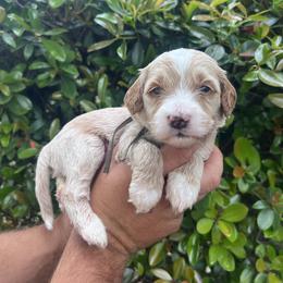 Hopper - Red  male Goldendoodle puppy in Calera, Alabama from Red Mountain Minis