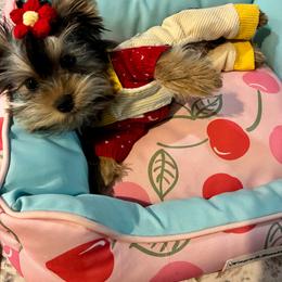 Honey - Blue and gold female Yorkshire Terrier puppy in Yuma, Arizona from Yuma Yorkie