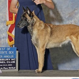 Raven - Belgian Malinois
