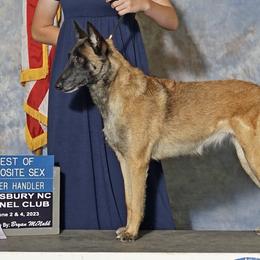 Raven - Belgian Malinois