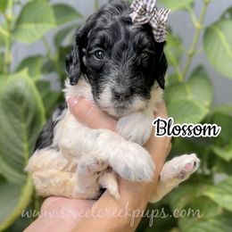 Blossom - Black and white female Sheepadoodle puppy in Cambridge, Ohio from Sweet Creek Pups