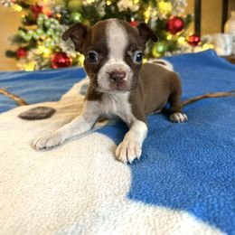 Tilly - Red female Boston Terrier puppy in Kentucky from Graceful Paws