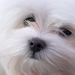 Cavapoos, Maltese, and Maltipoos from Historic triangle doodles