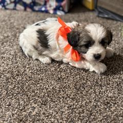 Girl 5 - Parti female Double Doodle puppy in Junction, Utah from Sugar Doodles