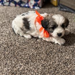Girl 5 - Parti female Double Doodle puppy in Junction, Utah from Sugar Doodles