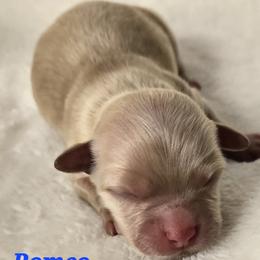 Romeo - Chocolate sable male Havanese puppy in Trinity, Alabama from Tooties Cuties Havanese