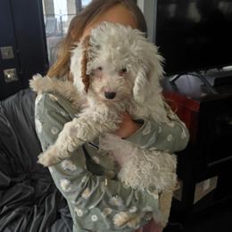 Snowball - White female Cavapoo puppy in Knoxville, Tennessee from Shannan's Cavapoos