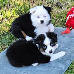 Sweetheart - Black tri female Toy Australian Shepherd puppy in Powell Butte, Oregon from Willow Lane Ranch