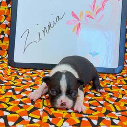 Zinnia - Black and white female Boston Terrier puppy in Fillmore, Illinois from Wind Hill Puppies