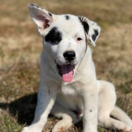 Australian Cattle Dogs from Thunderbel Cattle Dogs