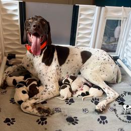 German Shorthaired Pointer puppies from Tipsy Rabbit GSP TopDog Kennel