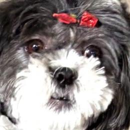 Shih Tzus from AKC Shih Tzu’s of the South