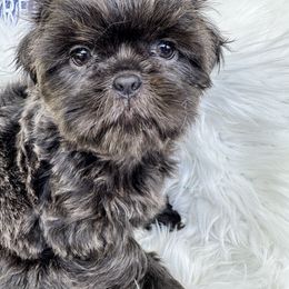 Shih Tzu Puppies from LaDawn’s Little Lions