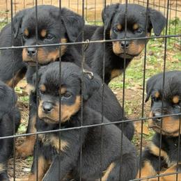Rottweiler puppies from HYIQ