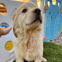 Blossom - Female - Golden female Golden Retriever puppy in Peoria, Arizona from Dani’s Dawgs