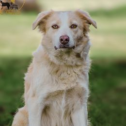 Norah - Border Collie