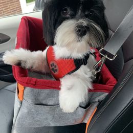 Havanese All Grown Up from Jacqueline Carney