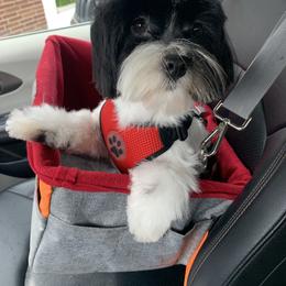Havanese All Grown Up from Jacqueline Carney