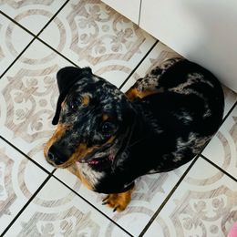 Remi Grace - Dachshund