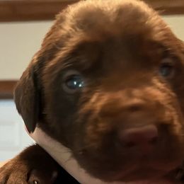 Boy 8 - Chocolate Labrador Retriever puppy in Troup, Texas from Cornerstone kennels