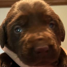 Boy 8 - Chocolate Labrador Retriever puppy in Troup, Texas from Cornerstone kennels