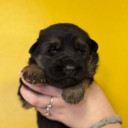 Darla - Black and red female German Shepherd puppy in Warwick, Rhode Island from Karma Kennels