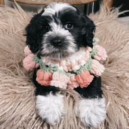 Star Crunch - Black female Australian Labradoodle puppy in Decatur, Alabama from Southern Meadows Doodles