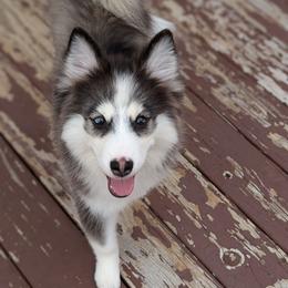 Stavro Male bi-eyed. - Black and white male Pomsky puppy in Hurleyville, New York from My Crazy Pomskys