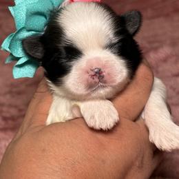 Shih Tzu Puppies from Spoiled ShihTzu LLC